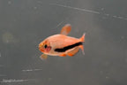 Black Arrow Kerri Tetra