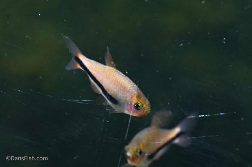 Black Arrow Kerri Tetra
