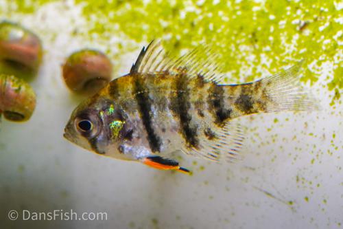Black Banded Sunfish