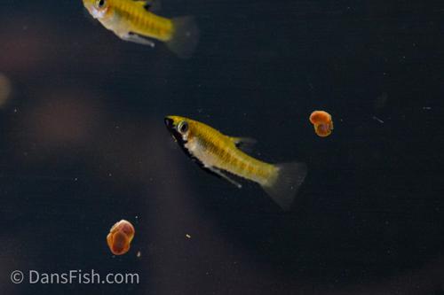 Black Chinned Livebearer