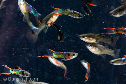 Black Flame Endlers