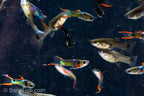 Black Flame Endlers