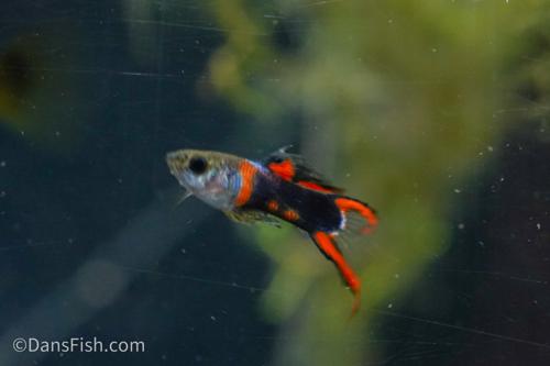 Black Flame Endlers