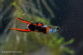 Black Flame Endlers