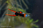Black Flame Endlers
