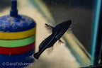 Black Lancer Catfish