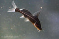 Black Lancer Catfish