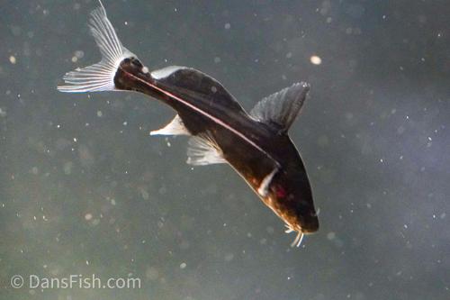 Black Lancer Catfish