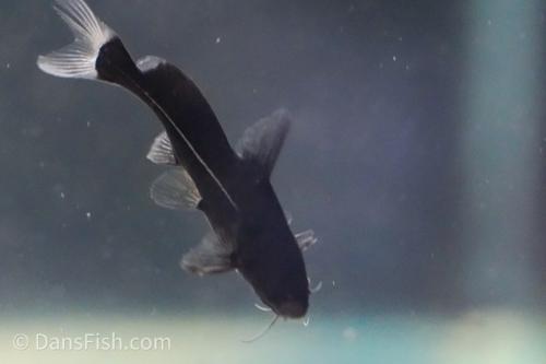 Black Lancer Catfish