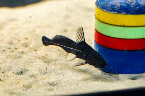 Black Lancer Catfish