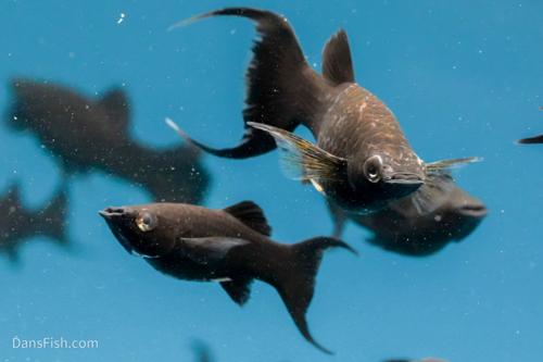 Black Lyretail Molly