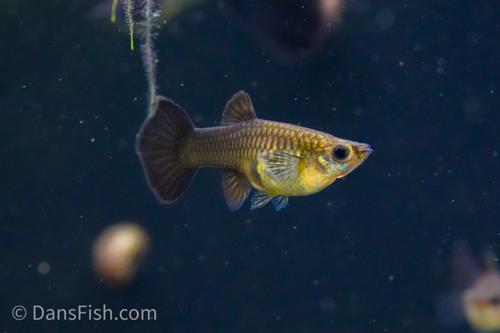 Black Metal Guppy