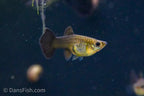 Black Metal Guppy