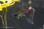 Black Metal Guppy