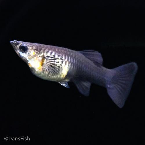 Black Metal Guppy