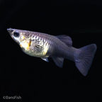 Black Metal Guppy