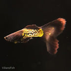 Black Metal Guppy
