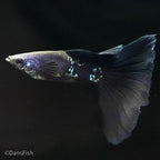 Black Metal Guppy