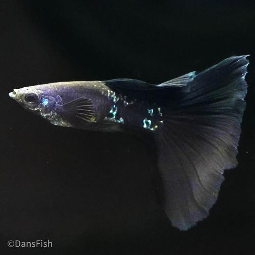 Black Metal Guppy
