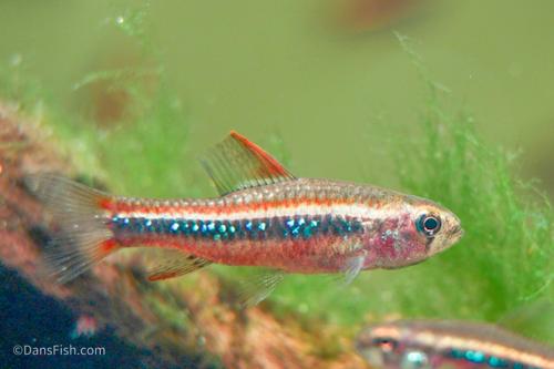 Black Morpho Tetra