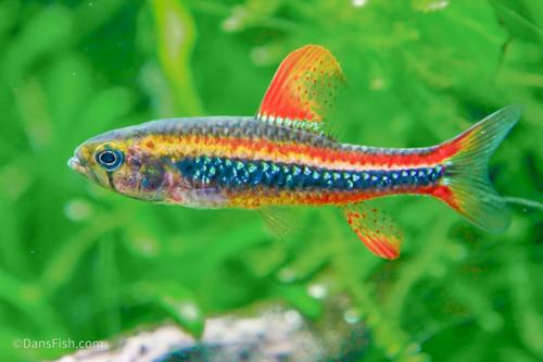 Black Morpho Tetra
