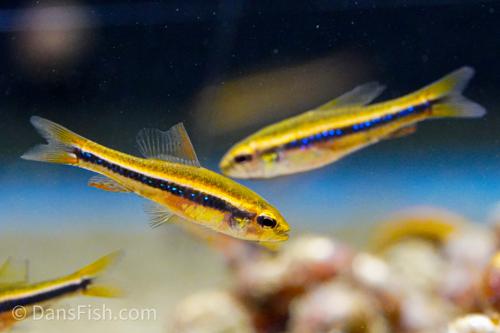 Black Morpho Tetra