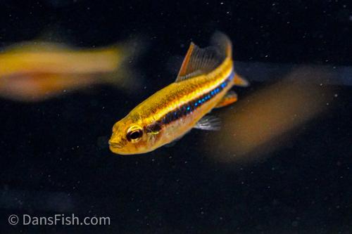 Black Morpho Tetra