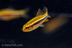 Black Morpho Tetra