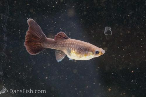 Black Moscow Guppy