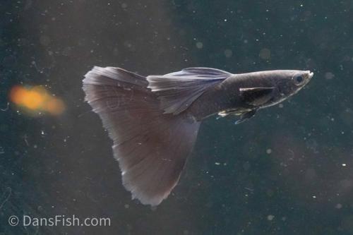 Black Moscow Guppy