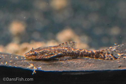 Black Otocinclus