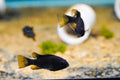 Black Ram
