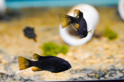 Black Ram