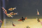 Black Ruby Barb