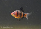 Black Ruby Barb