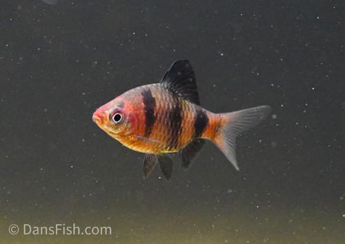 Black Ruby Barb