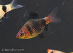 Black Ruby Barb