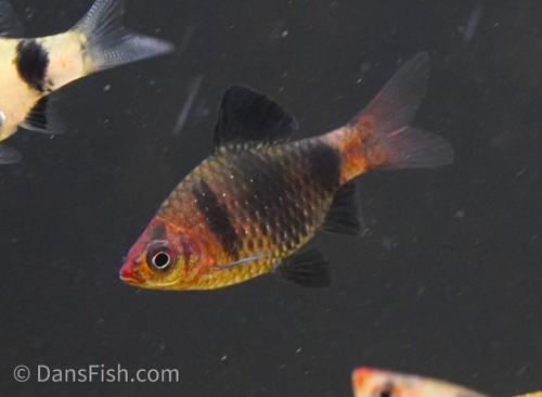 Black Ruby Barb