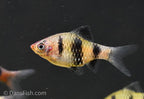 Black Ruby Barb