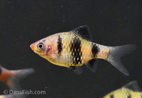 Black Ruby Barb