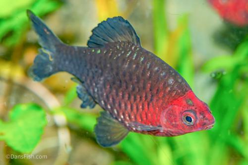 Black Ruby Barb