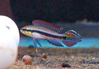 Black Stripe Dwarf Cichlid