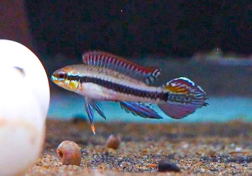 Black Stripe Dwarf Cichlid