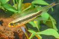 Black Stripe Dwarf Cichlid