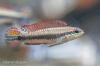 Black Stripe Dwarf Cichlid