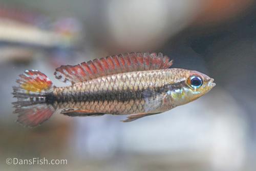 Black Stripe Dwarf Cichlid