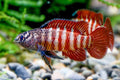 Black Tiger Dario
