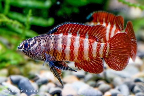 Black Tiger Dario
