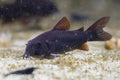 Black Corydoras
