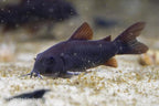 Black Corydoras